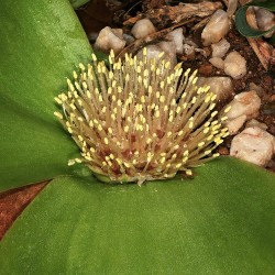Massonia depressa -Seeds