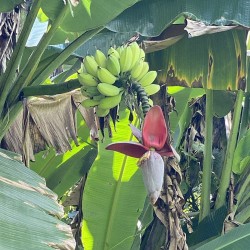 Wild banana - Seeds