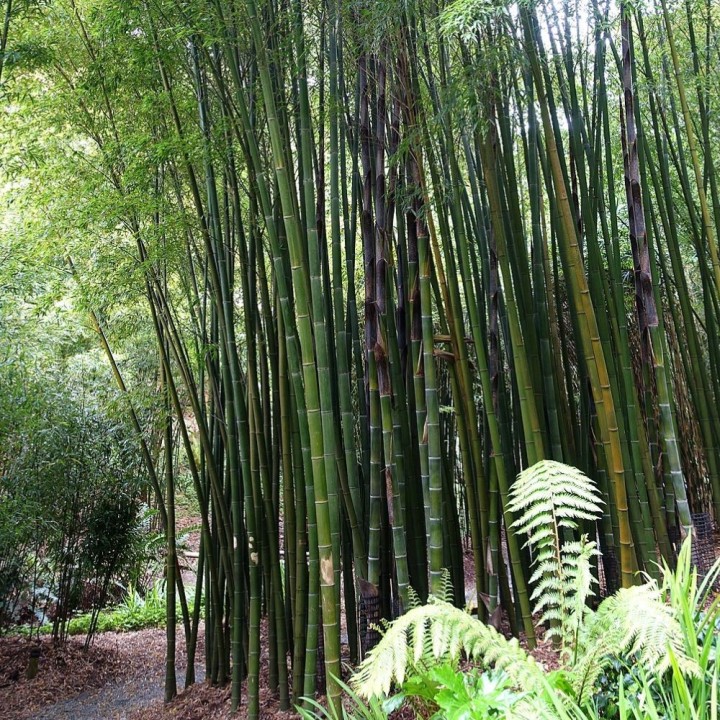 Moso Bamboo - 8-10 seeds