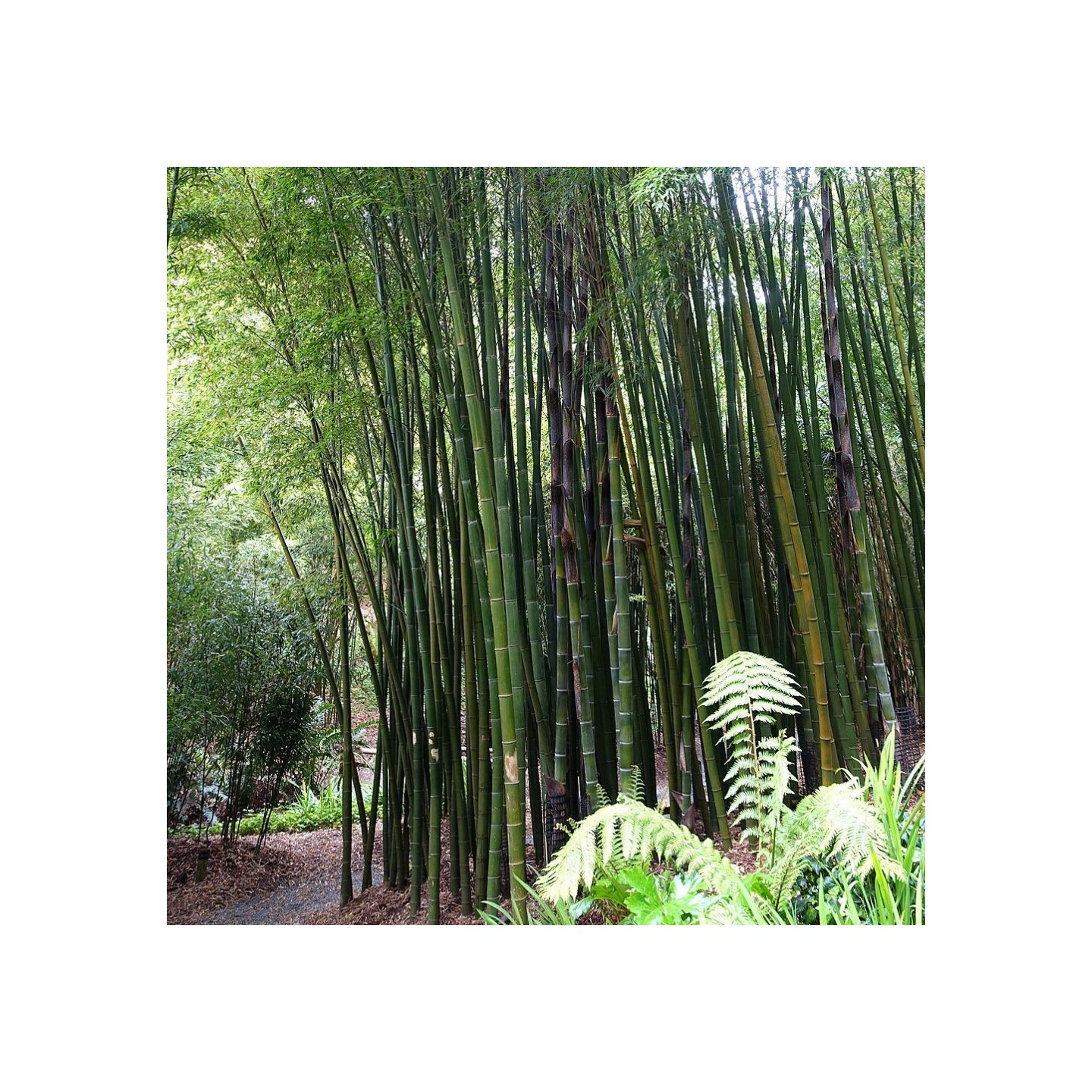 Moso Bamboo - 8-10 seeds