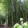 Moso bamboo - Seeds