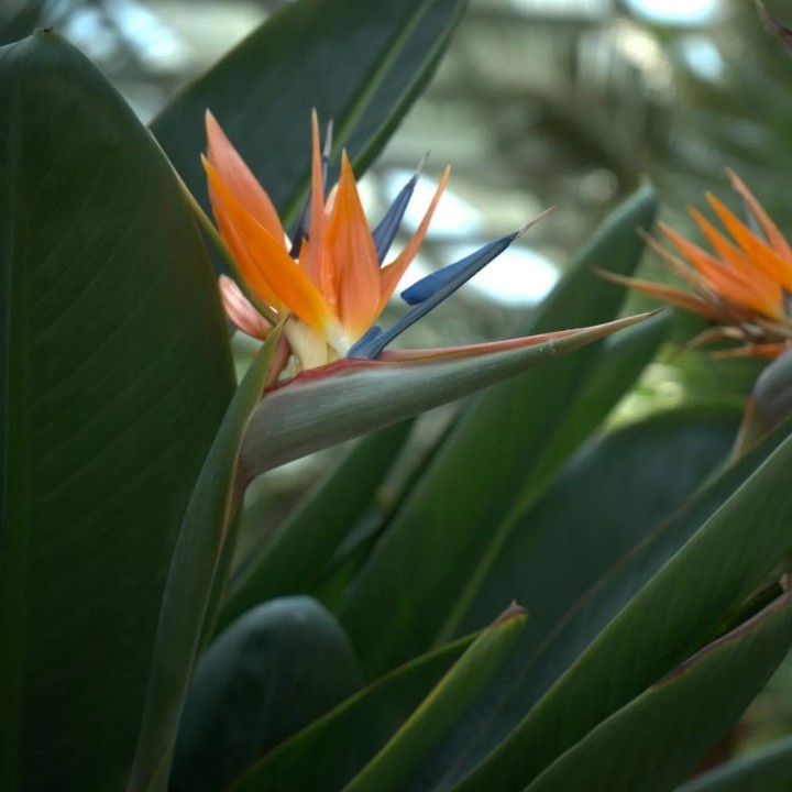 Bird of paradise - 5 seeds