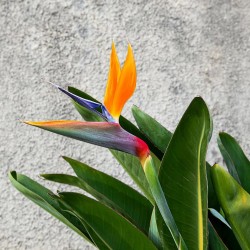 Bird of paradise - Seeds