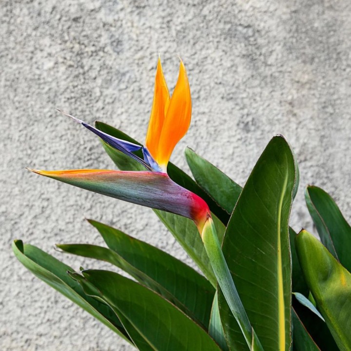 Bird of paradise - Seeds