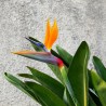 Bird of paradise - Seeds