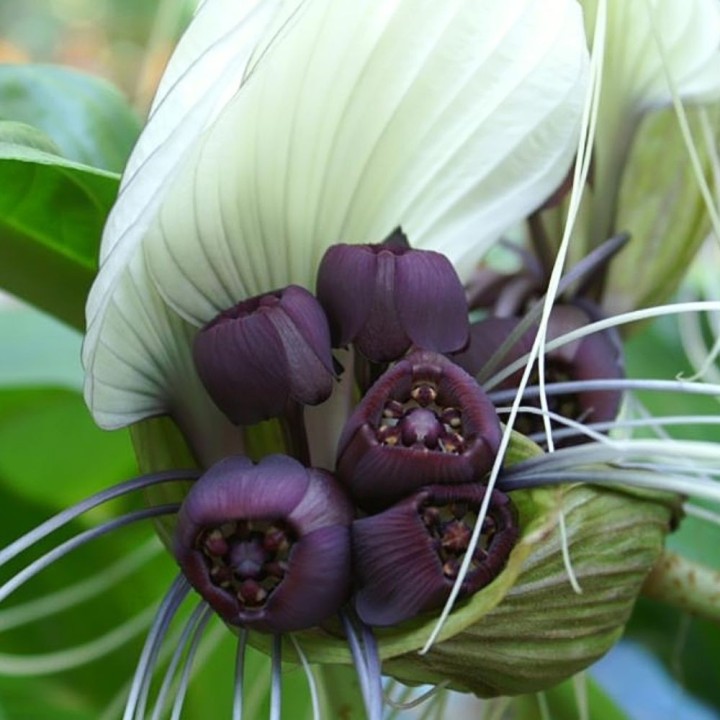 Tacca integrifolia - Seeds