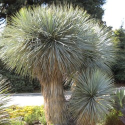 Beaked Yucca - Seeds