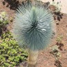 Beaked Yucca - Seeds