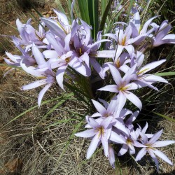 Black Stick Lily - Seeds
