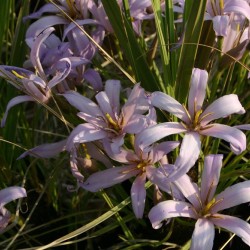 Black Stick Lily - Seeds