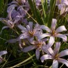 Black Stick Lily - Seeds