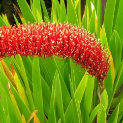 Poor Knights Lily - Seeds