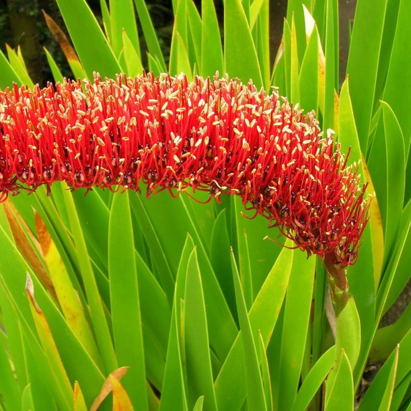 Poor Knights Lily - Seeds