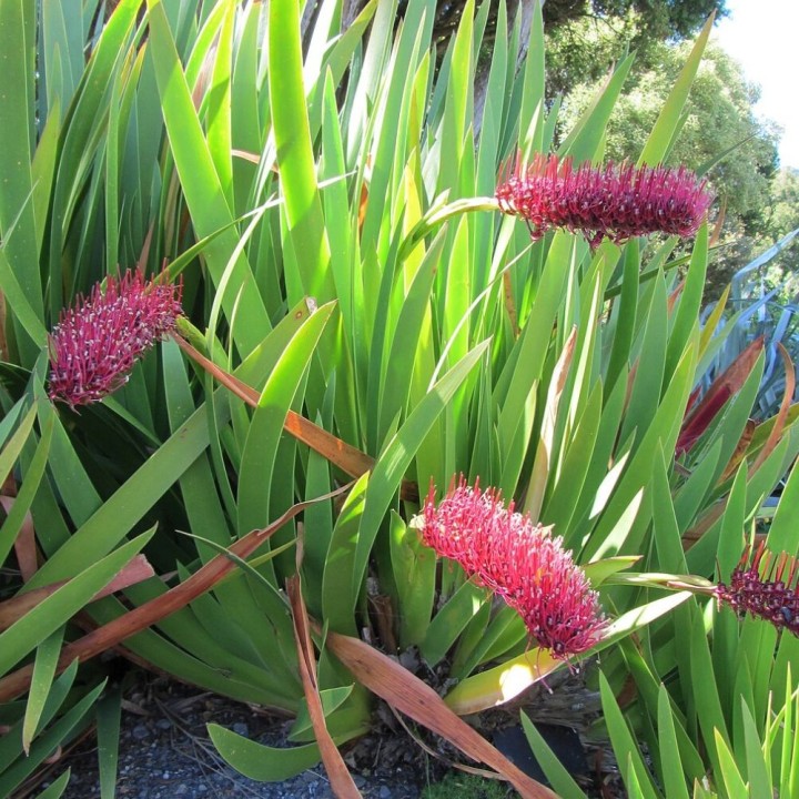 Poor Knights Lily - Seeds