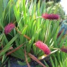 Poor Knights Lily - Seeds