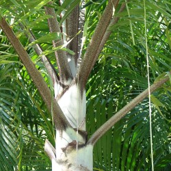 Foxtail palm - Seeds