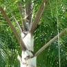 Foxtail palm - Seeds