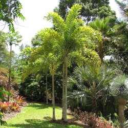 Foxtail palm - Seeds