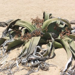 Welwitschia mirabilis - Seeds