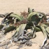 Welwitschia mirabilis - Seeds