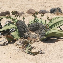 Welwitschia mirabilis - Seeds