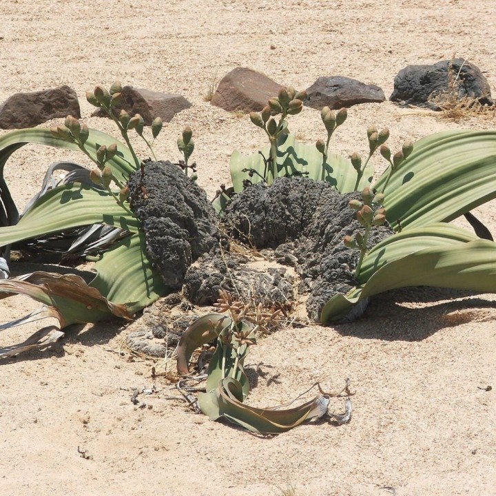 Welwitschia mirabilis - Seeds