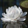 Victoria water lily - Seeds