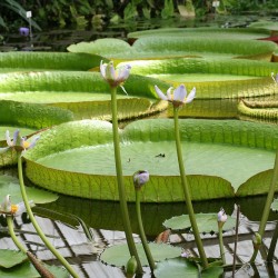 Victoria water lily - Seeds