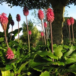 Forest lily - Seeds
