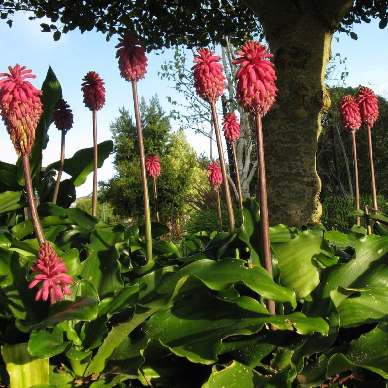 Forest lily - Seeds