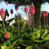 Forest lily - Seeds