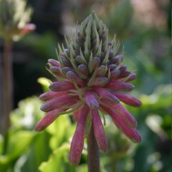 Forest lily - Seeds