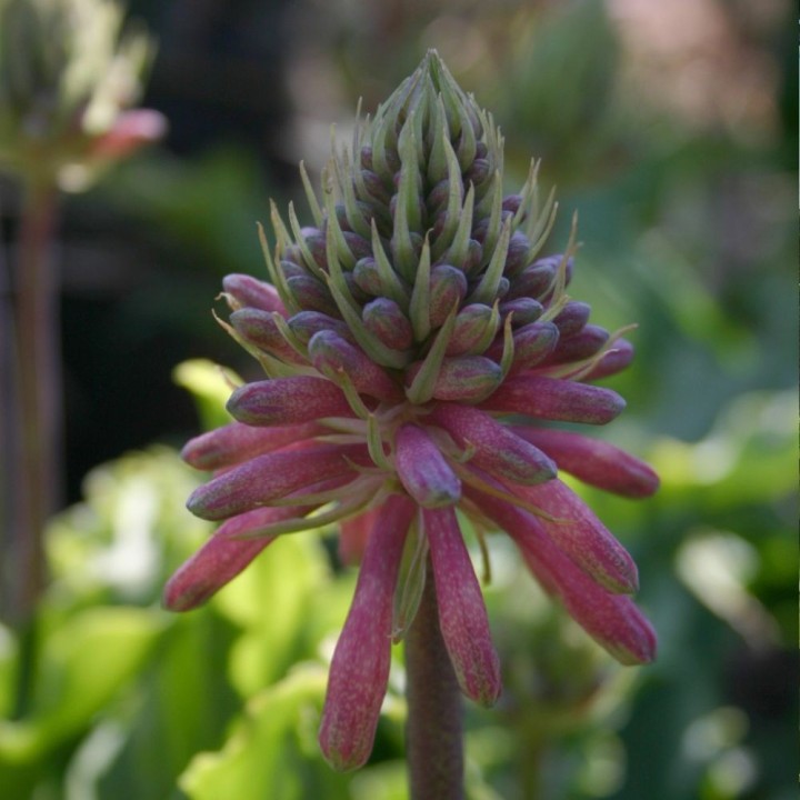 Forest lily - Seeds