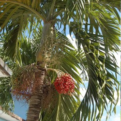 Manilla palm - Seeds