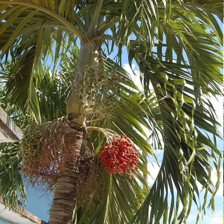 Manilla palm - Seeds