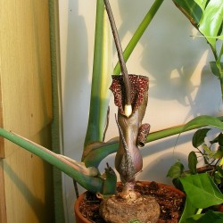 Voodoo lily - Seeds