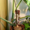 Voodoo lily - Seeds