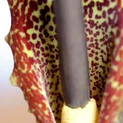 Voodoo lily - Seeds