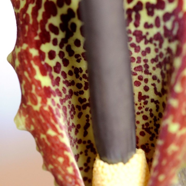 Voodoo lily - Seeds