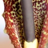 Voodoo lily - Seeds