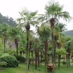 Chinese Windmill Palm - Seeds