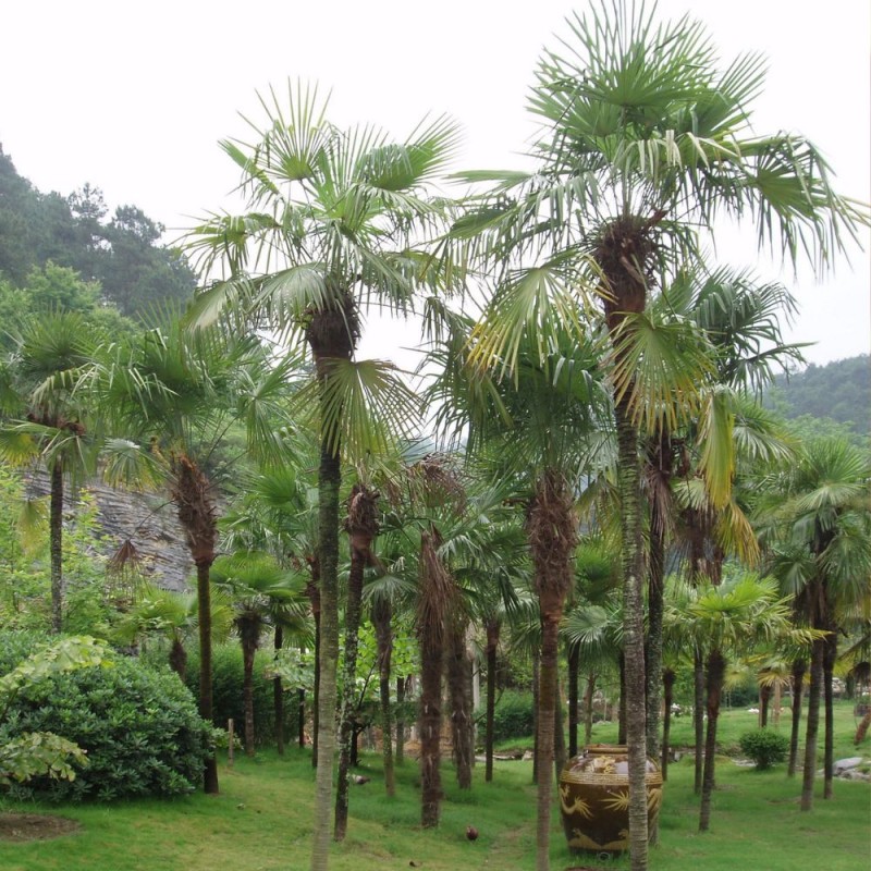 Chinese Windmill Palm - Seeds