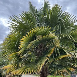 Chinese Windmill Palm - Seeds