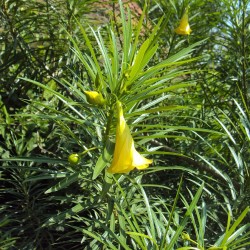 Yellow oleander - Seeds