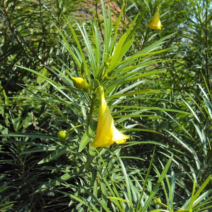 Yellow oleander - Seeds