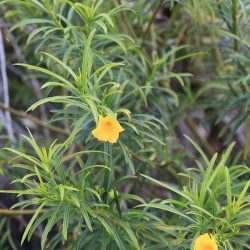Yellow oleander - Seeds