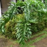 Tree Philodendron - Seeds