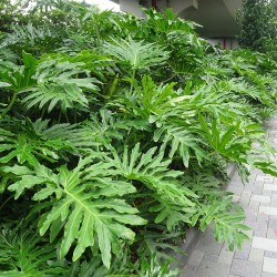 Tree Philodendron - Seeds