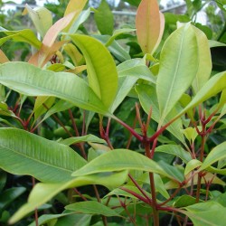 Clove - Seeds
