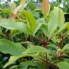 Clove - Seeds